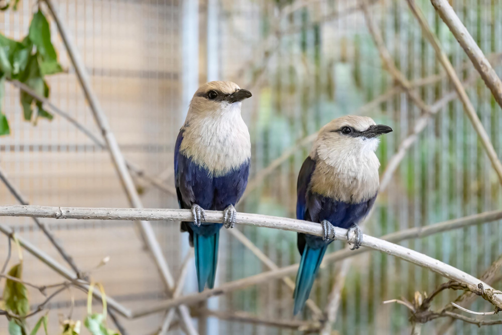 Zwei Blaubauchracken auf einem Ast, Vogelausstellung Gontenschwil 2023