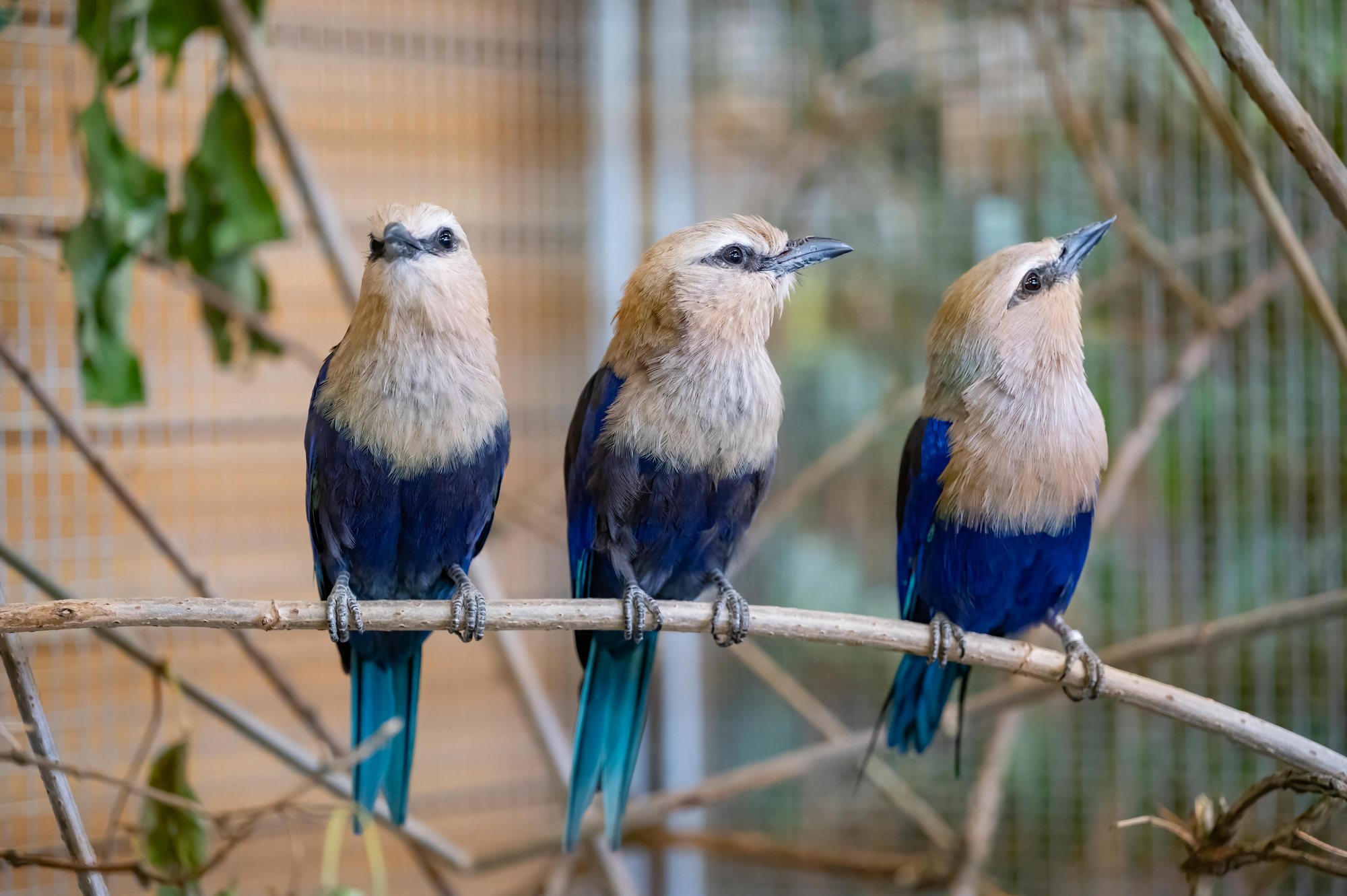 Drei Blaubauchracken nebeneinander auf einem Ast