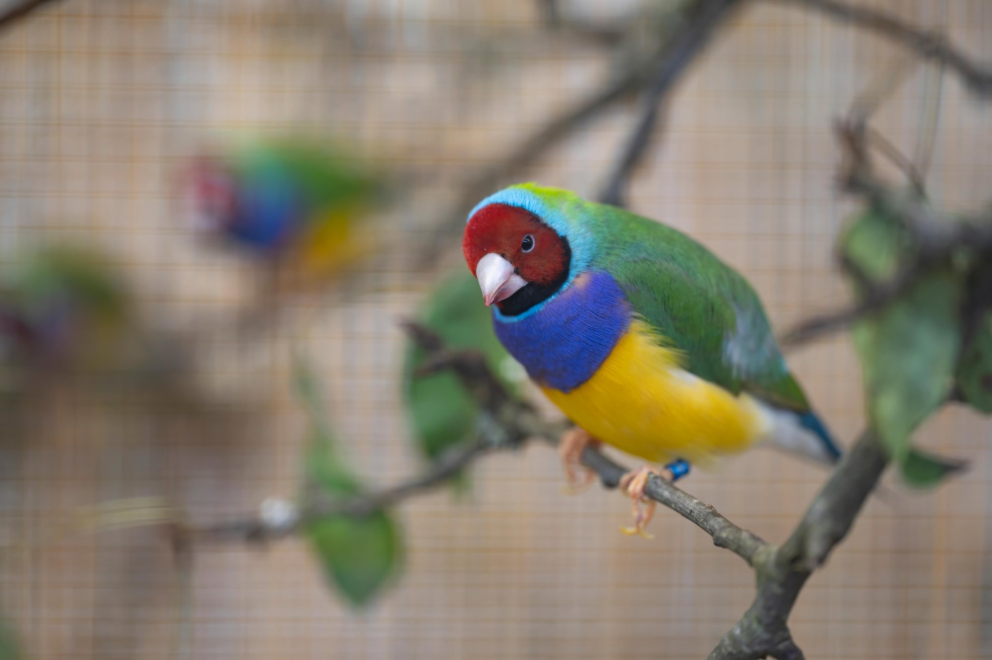 Gouldamadine auf einem Zweig, Vogelausstellung Gontenschwil 2023