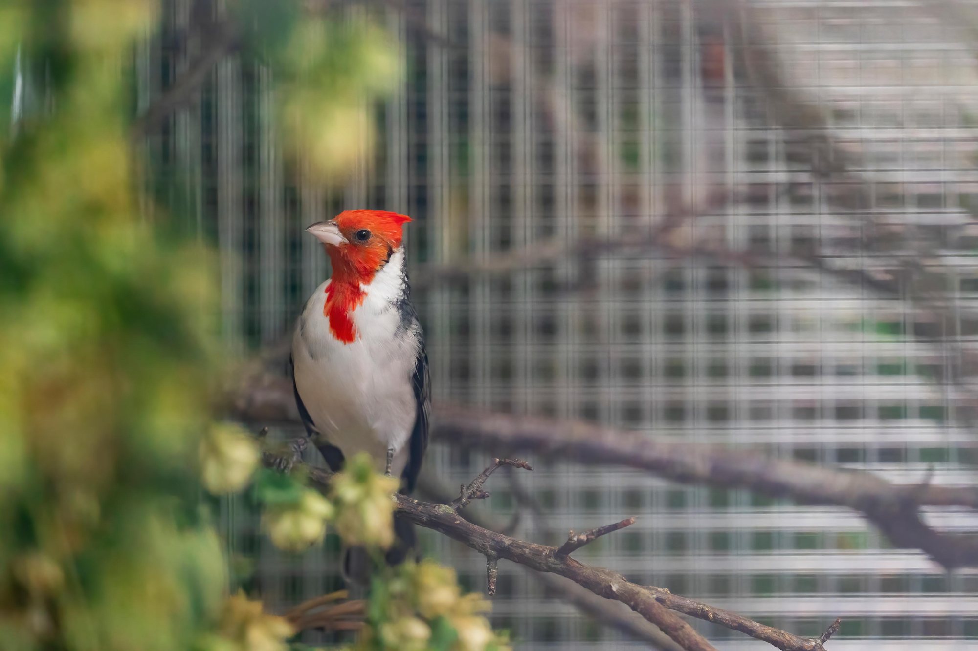 Graukardinal mit roter Haube auf einem Zweig, Vogelausstellung Gontenschwil 2023