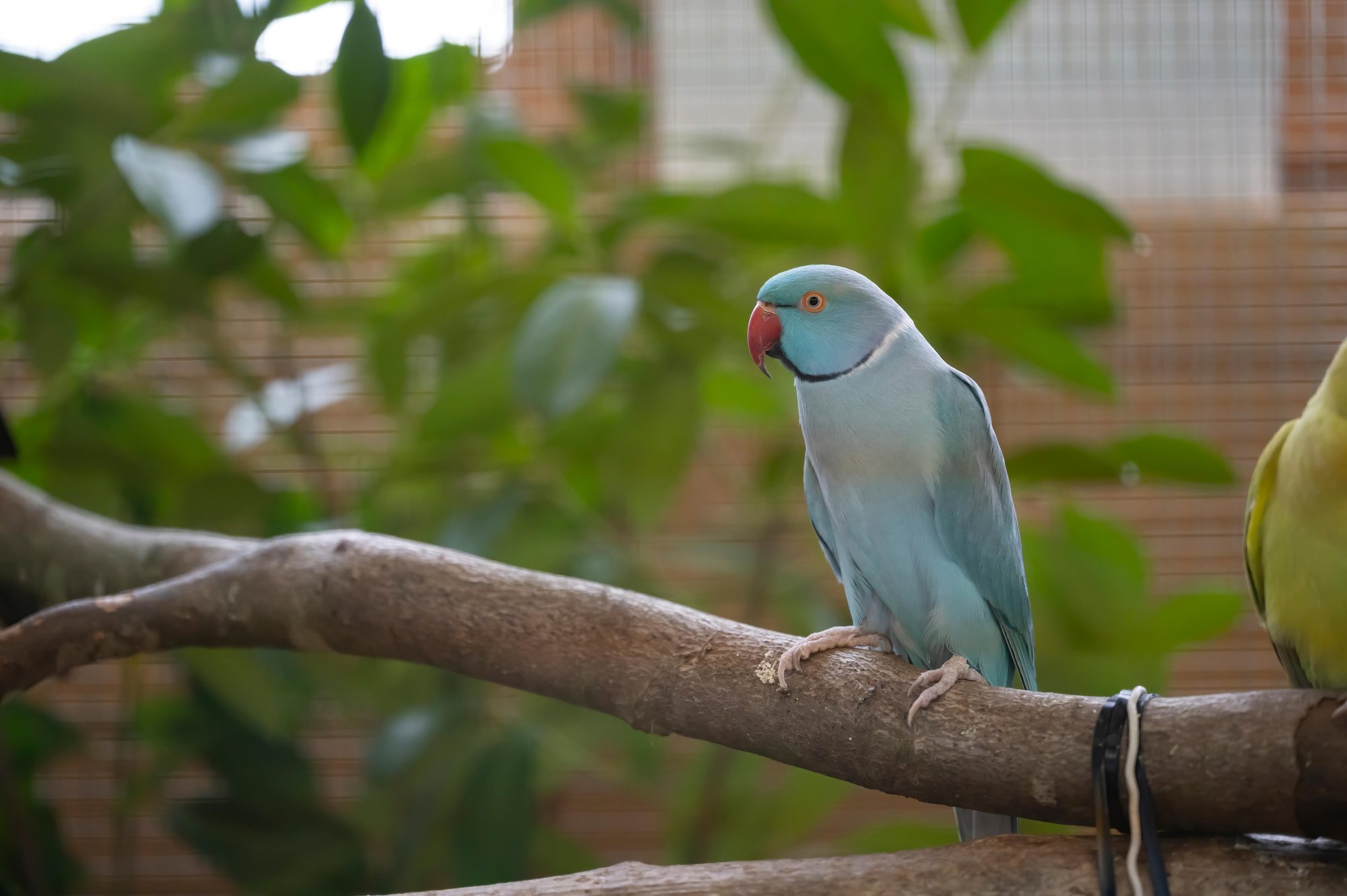 Blauer Halsbandsittich auf einem Ast, Vogelausstellung Gontenschwil 2023
