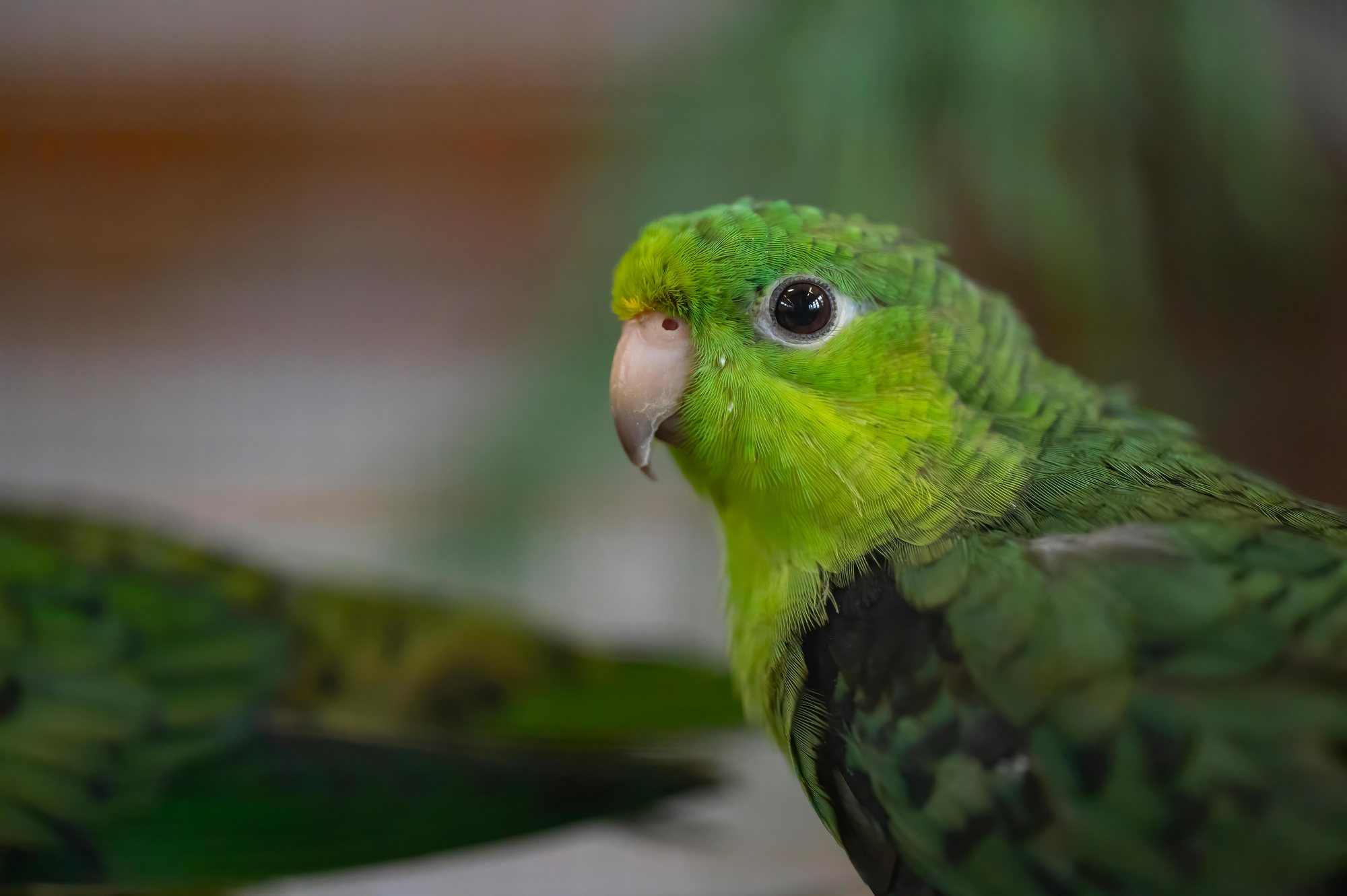 Katharinasittich im Porträt, Vogelausstellung Gontenschwil 2023