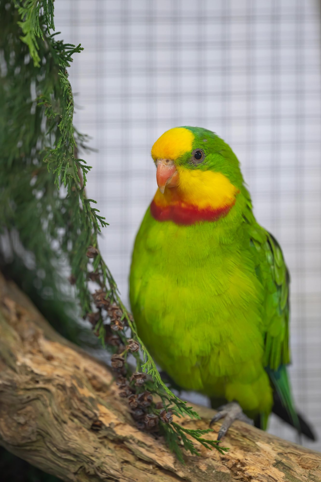 Schildsittich auf einem Ast, Vogelausstellung Gontenschwil 2023